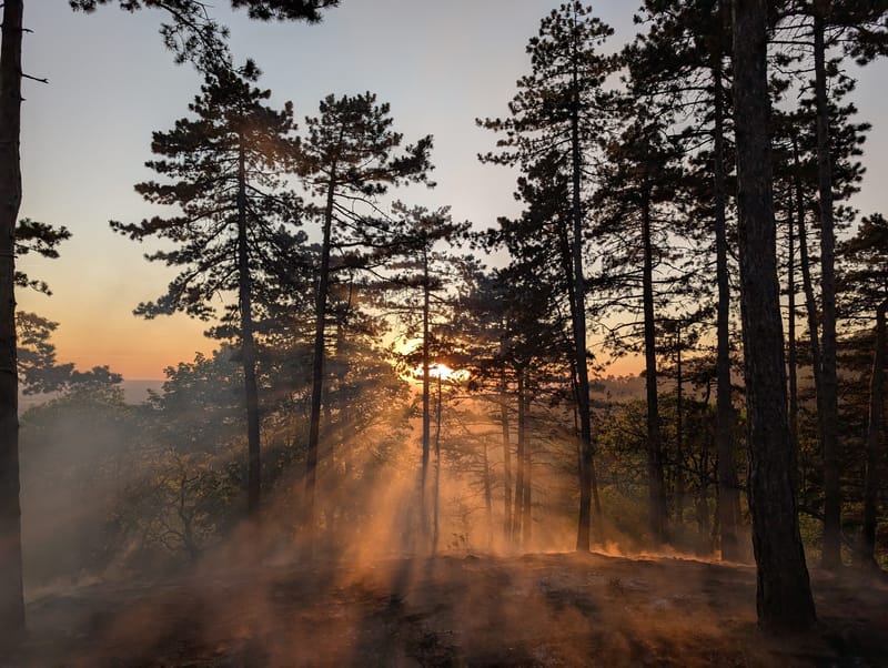 Erdőtüzek a Budai Tájvédelmi Körzetben  🌲🔥🌲