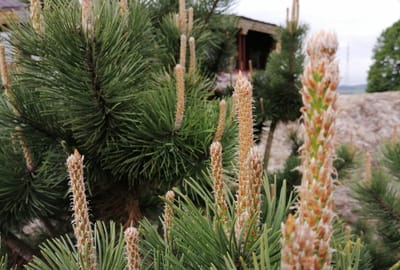 Joys and Sorrows: A Symphony of Emotions in Life's Journey