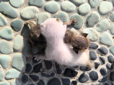 Der Schrei an der Kurve