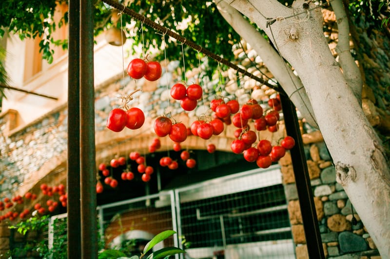 Argyro & Evangelos Renewal of Vows in Crete