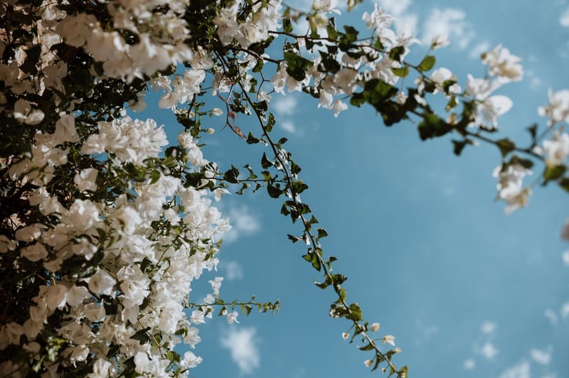 Rachel & Matt Wedding in Ios Island