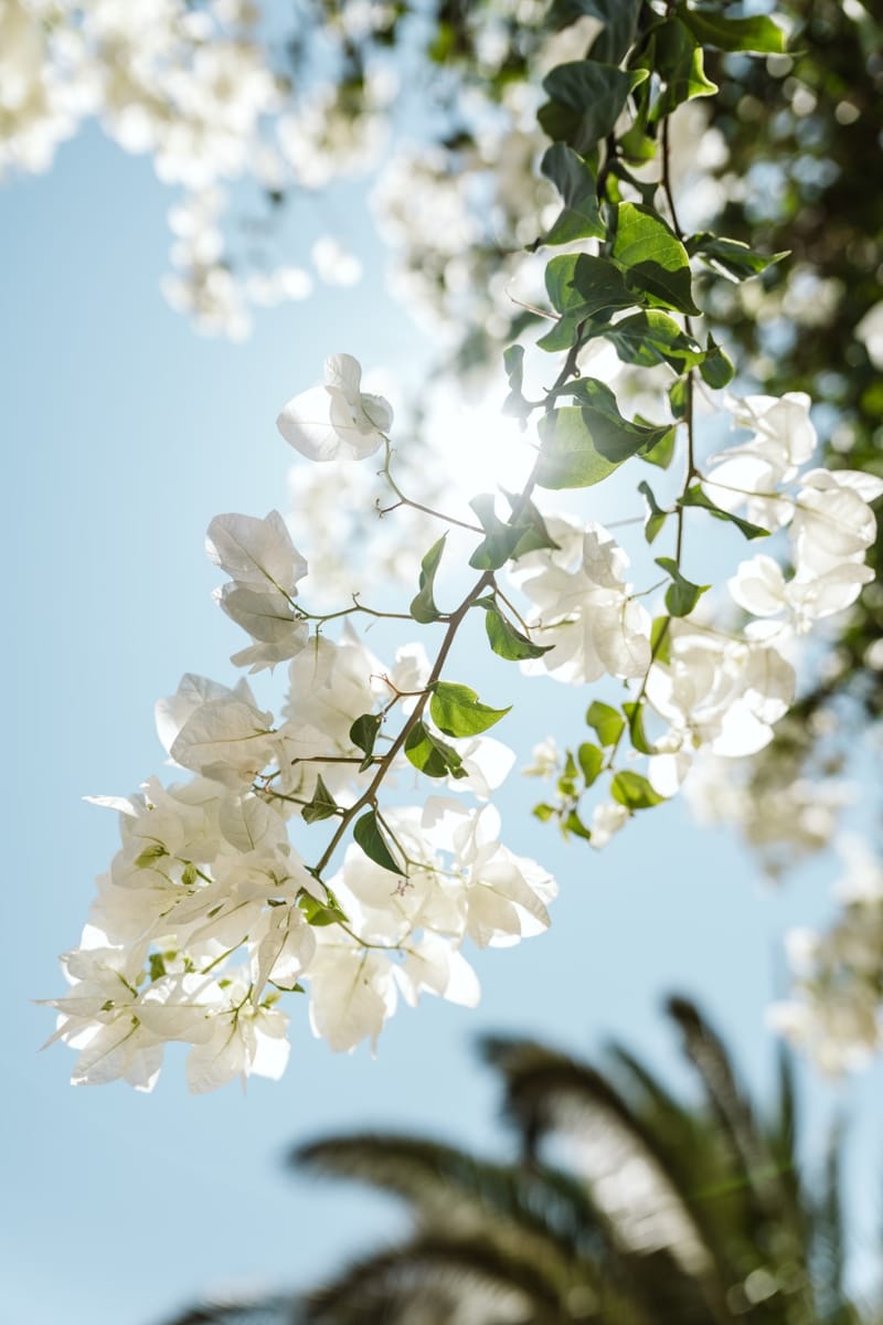 Reni & Jordan Wedding at the Cycladic Gem Villa Ios