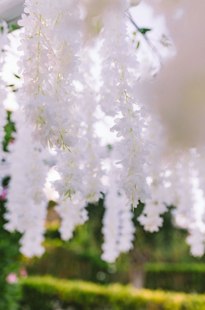A Love Story Sealed in Sunlight and Sea Breeze: The Wedding of Jordan & Alexandra