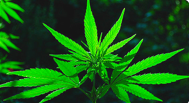 Cansativa: Cannabis für den Kampf gegen Schmerzen