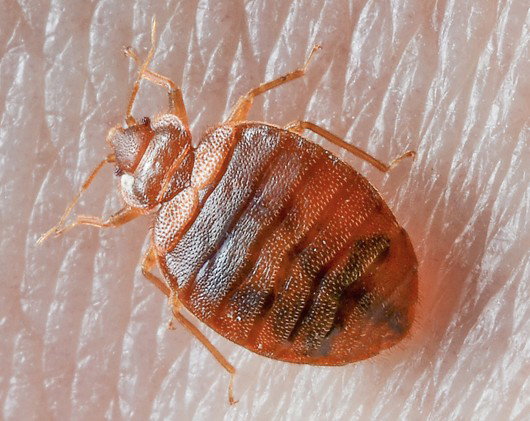 Bed Bugs