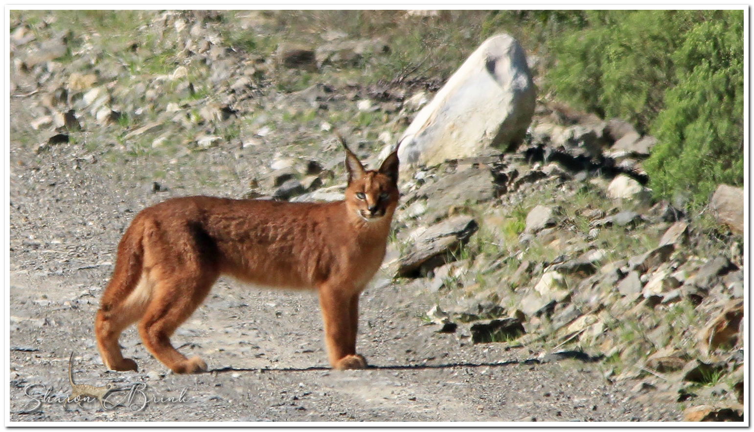 This Caracal was spotted in De Hoop Nature Reserve