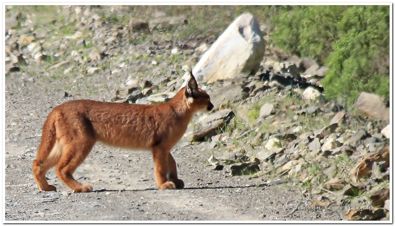 This Caracal was spotted in De Hoop Nature Reserve