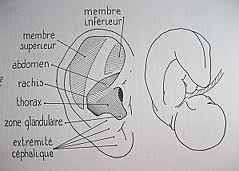 Auriculothérapie