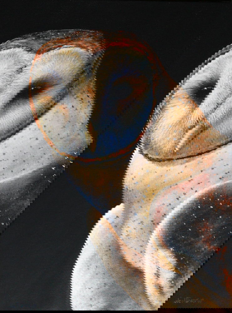 Barn Owl. Original painting by South African wildlife artist Joe Marais. Acrylic on canvas.