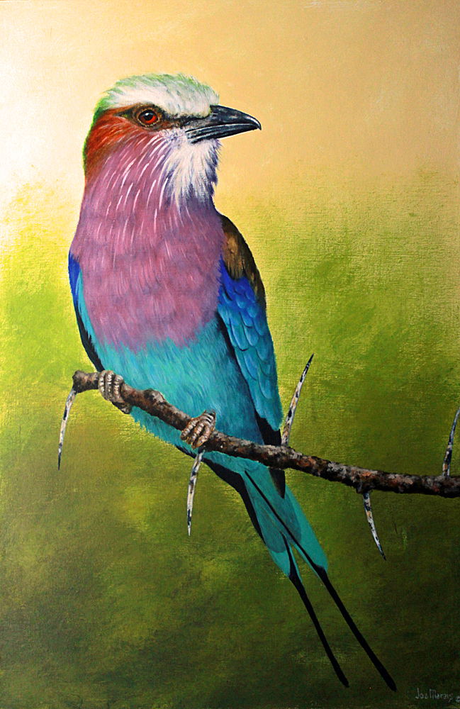 Lilac Breasted Roller.  Original  painting of a Lilack Breasted Roller by South African wildlife artist Joe Marais. Acrylic on canvas.