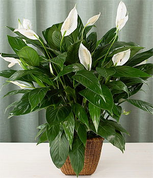 Reduce damp and mould in your home with this indoor plant...
