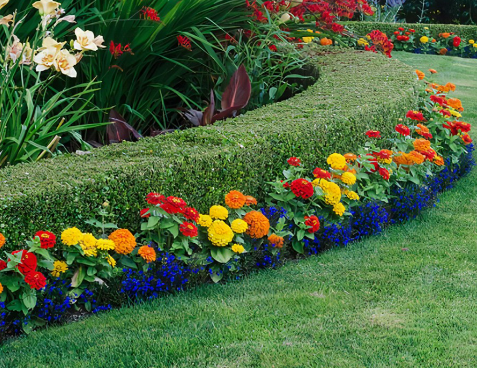 Annuals