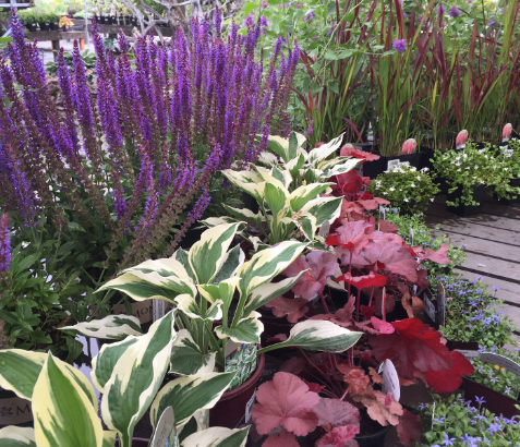 Perennials