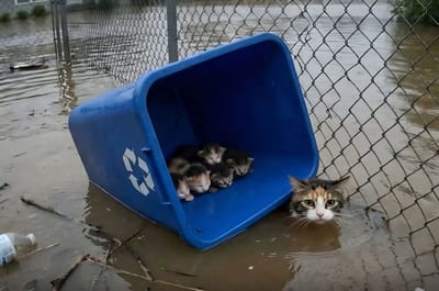 فْلُوت : الأُسْطُورَةُ الصّامِتَةُ الَّتِي هَزَمَتِ الطُّوفان