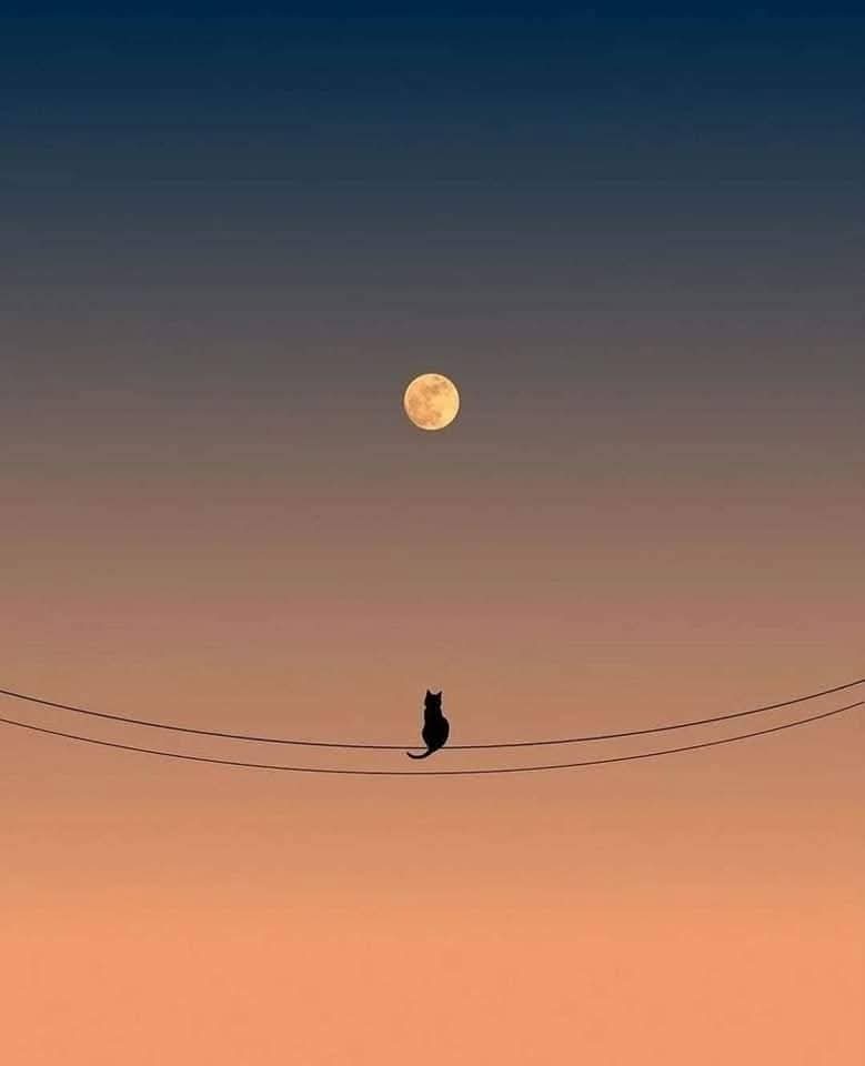 Titre synchronicites : ti sento - matia bazar a télécharger via votre plate-forme préférée