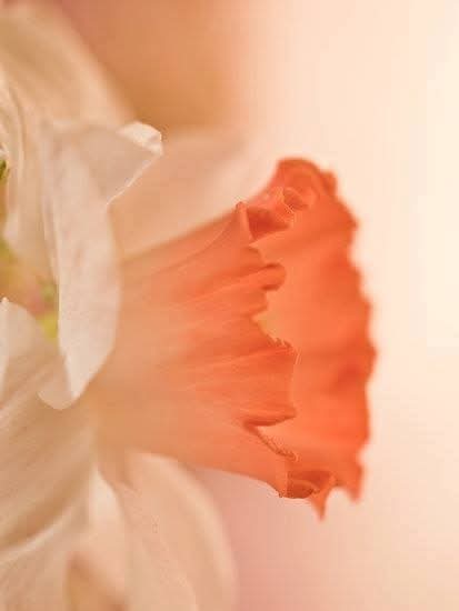 Message du jour : vous avez choisi la tranquillité et c est tant mieux. Loin de vous ce qui ne convient plus. Vous créez votre bien-être. Elle est belle cette Vie. 🌸💗🪷