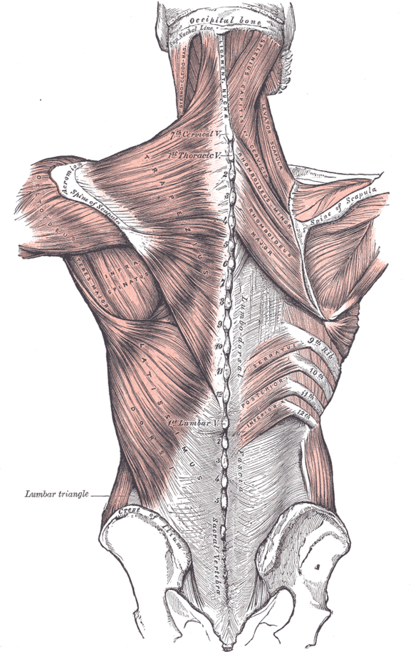 טיפול בפציה בשיטת Fascial Manipulation