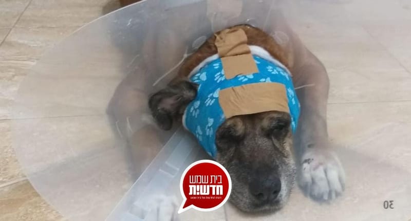 הדקירה האכזרית של כלב ובעליו: המשטרה הגישה כתב אישום נגד תושב העיר בתום החקירה