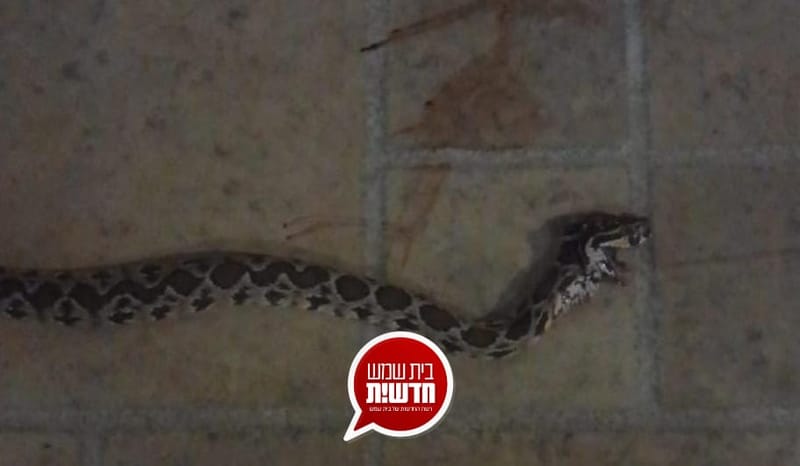 רחוב נעמי שמר: אשה כבת 60 הוכשה על ידי נחש צפע - מצבה יציב