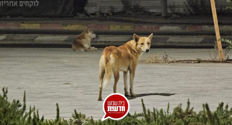 לצד החיות המגיעות לשאריות האוכל: חבורת כלבים משוטטים בשכונת רמה ה' ופארק ירמות