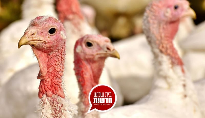 שפעת עופות התגלתה סמוך לעיר: בלול תרנגולי הודו לפיטום בקיבוץ צרעה