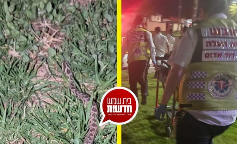 רחוב בן גוריון: צעיר בן 17 הוכש על ידי נחש צפע - מצבו יציב