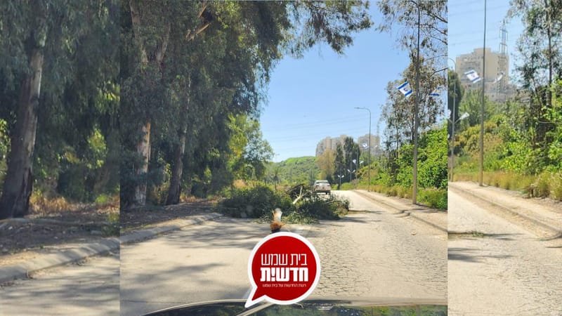בכניסה לרמת בית שמש: ענף ענק קרס - רגע לפני פגיעה באוטובוס ורכבים