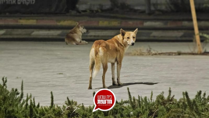 רמה ד'4: כלבי הבר ממשיכים להטיל אימה • העירייה - "בשבוע האחרון נלכדו 7 כלבים"