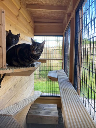 Powmill Cattery image