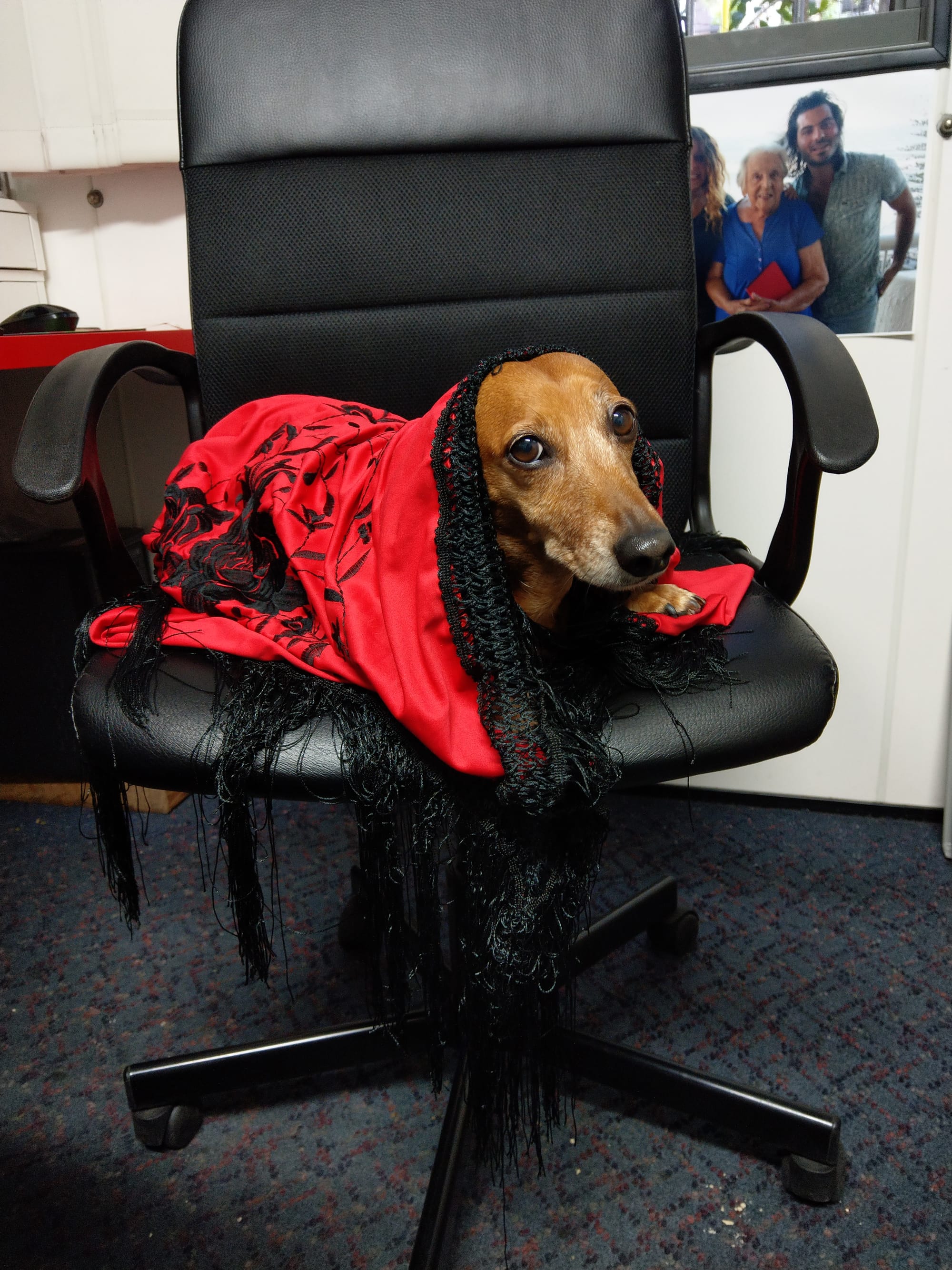 Daschund in disguise