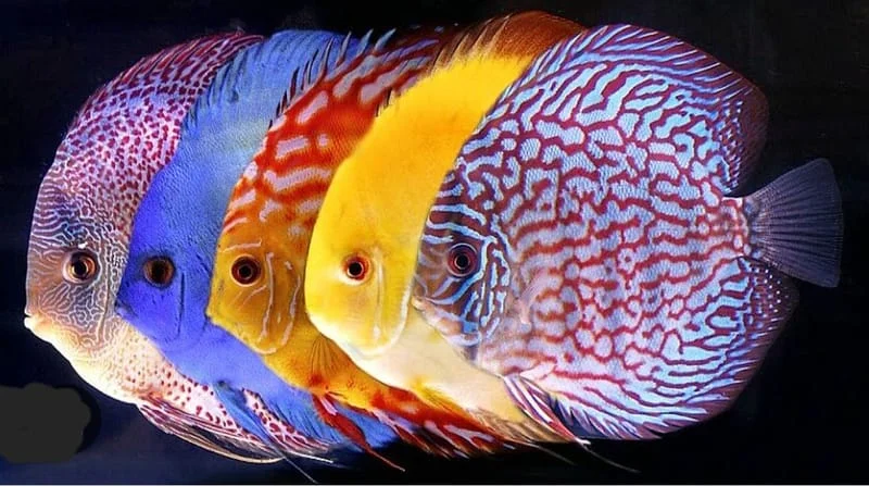 topfishitalia - TOP FISH ITALIA