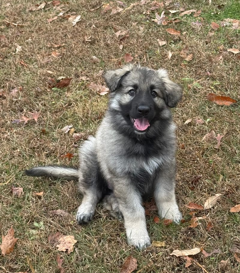 *** Female Puppy Available ***. 11/12/2025