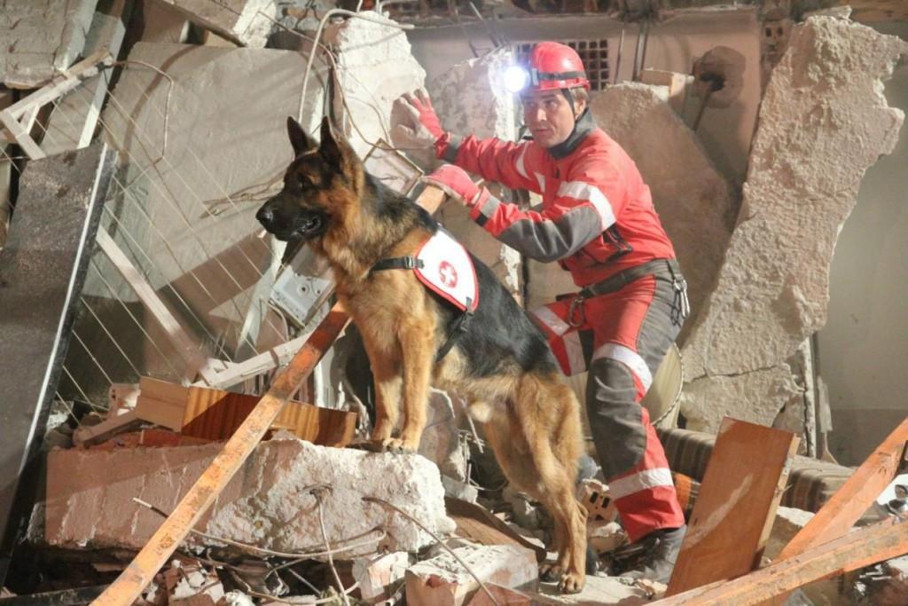 كلب الجيرمن شيبرد (German Shepherd)
الكلب الوفي والذكي الذي أصبح رمزًا للحراسة والخدمة