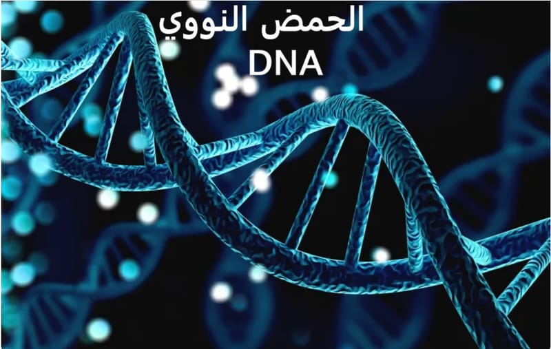 فَصْلٌ: الحِمْضُ النَّوَوِيُّ… وَسِفْرُ النُّورِ الْمَطْوِيُّ