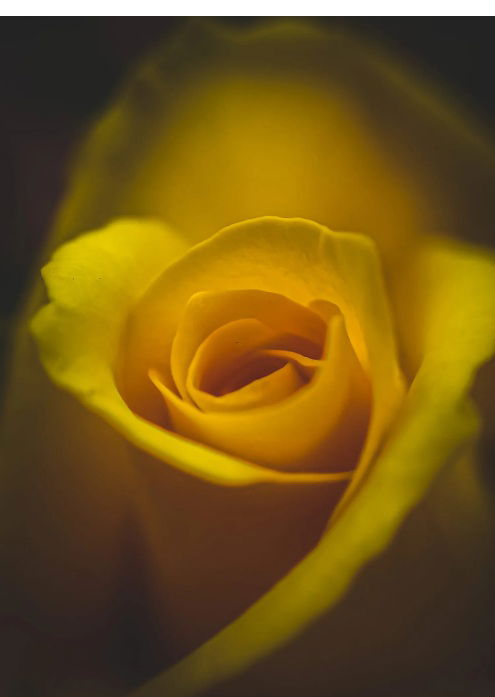 الوردة المتمردة