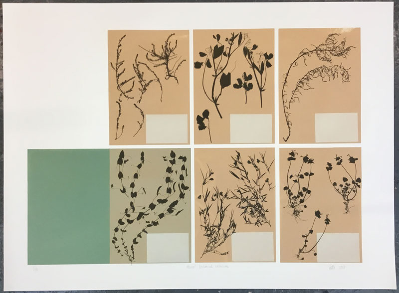 Petros' plant collection