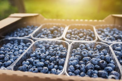 Optimiser la Fertilisation de la Culture de la Myrtille au Maroc : Un Programme sur Mesure avec Fertival