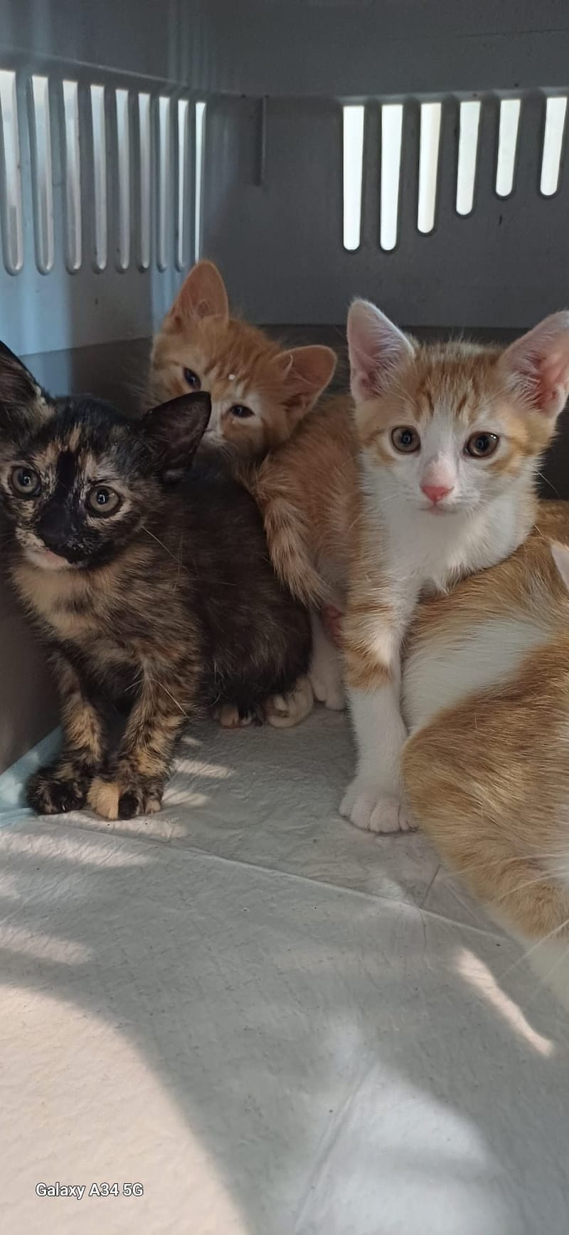 GATTINI IN ADOZIONE