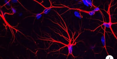 WEBSITE CREATED BY CYBER PLEIADE