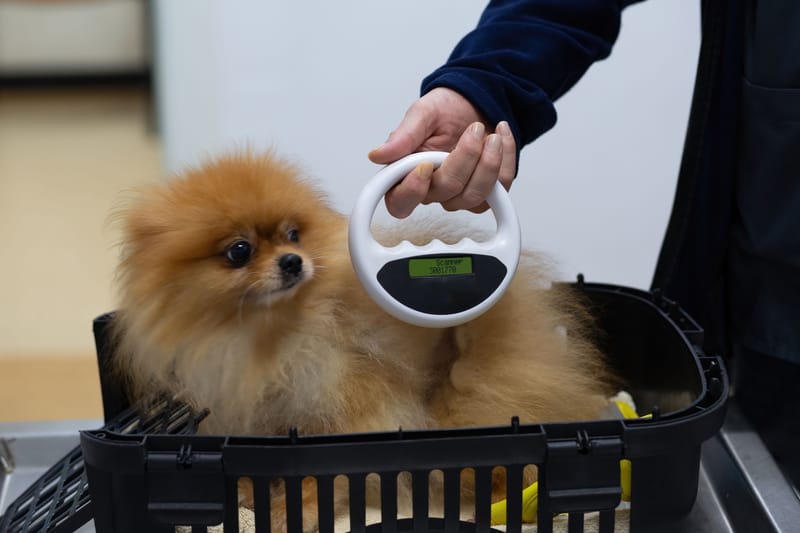 Microchip beültetés