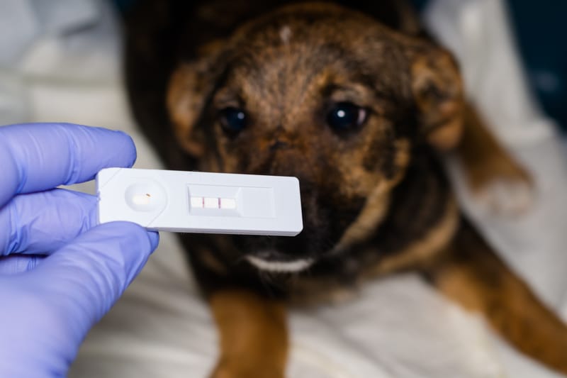 Gyorstesztek (parvo, giardia)