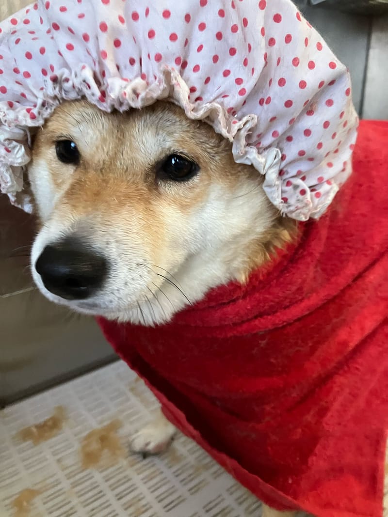 GROOMING PACKAGE INCLUDES: