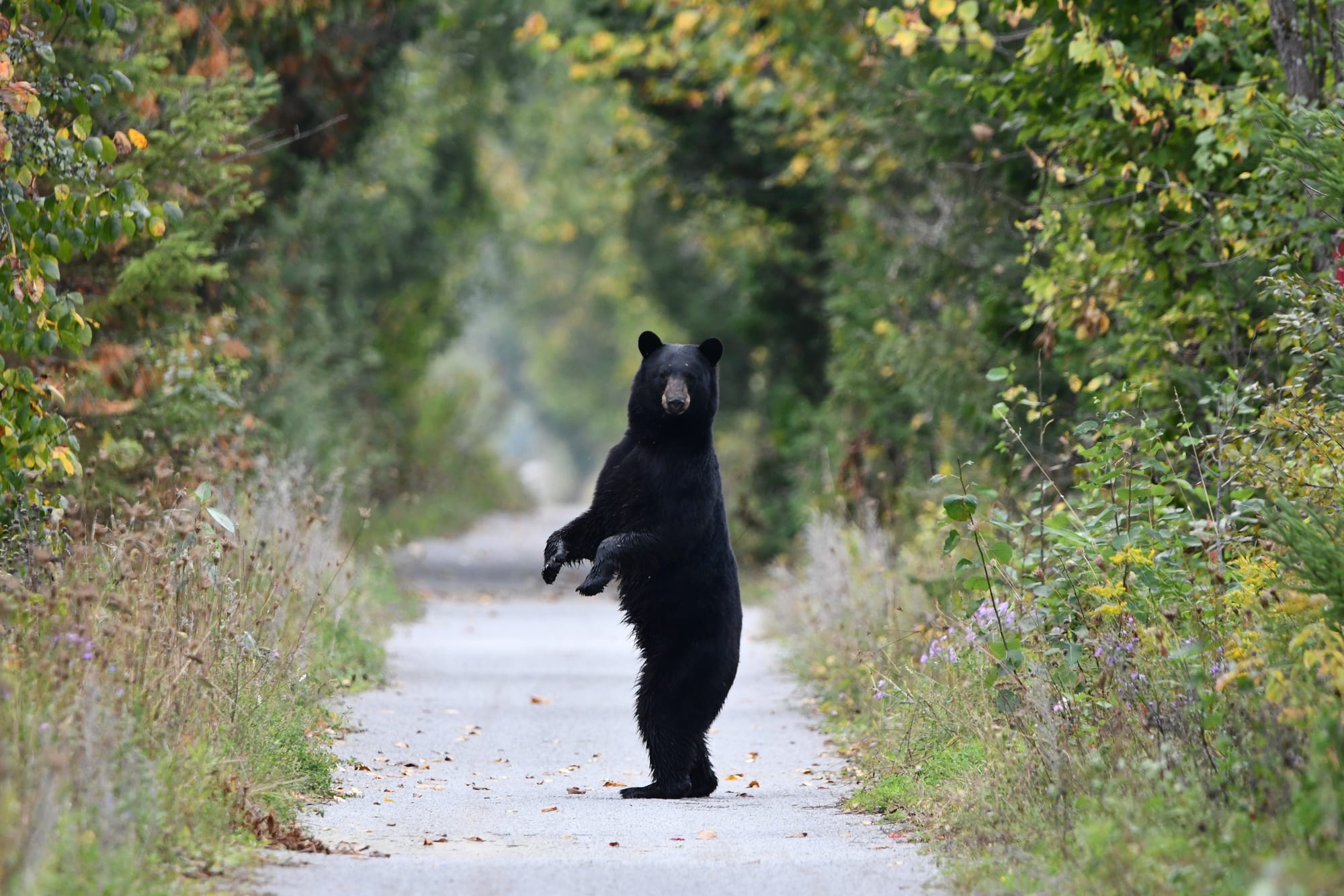 Bears are back in Castlegar, but so is WildSafe