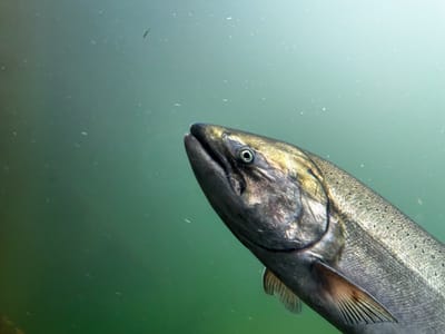 A Transboundary Study of Columbia Chinook Salmon Migration