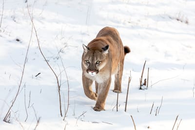 Southern BC Cougar Project