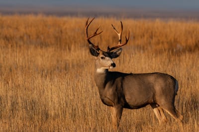 Southern Interior Mule Deer Project