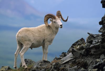 Stone's Sheep Research