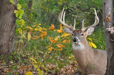 Chronic Wasting Disease