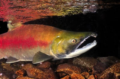 Adult Salmon Makes Historic Swim in Upper Columbia River