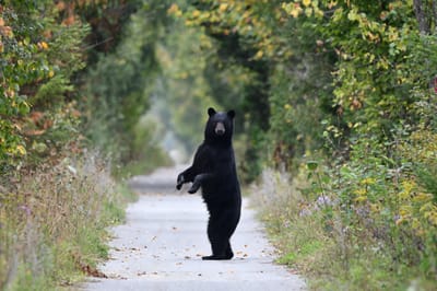 Bears are back in Castlegar, but so is WildSafe